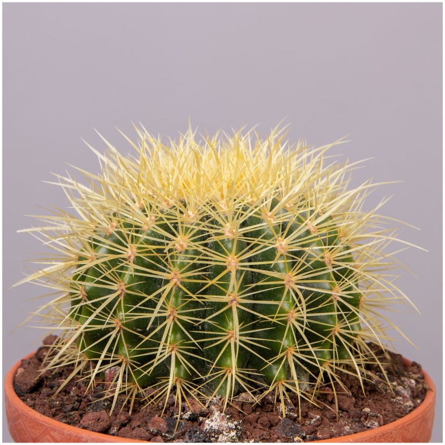 Эхинокактус Сагуаро