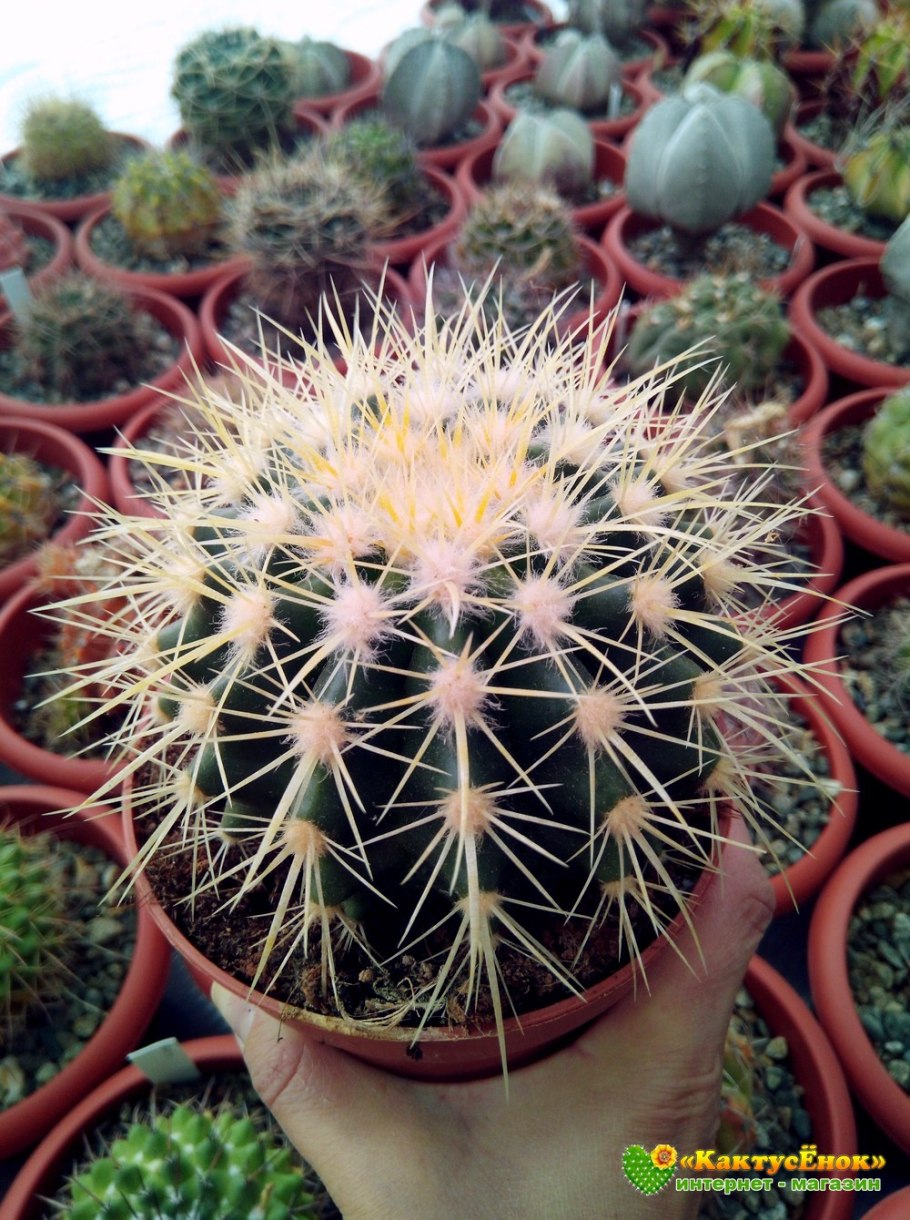 Эхинокактус грузони Рейнбоу