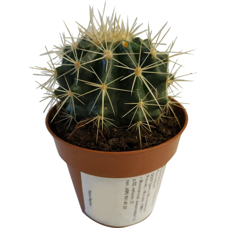 Эхинокактус грузони микс