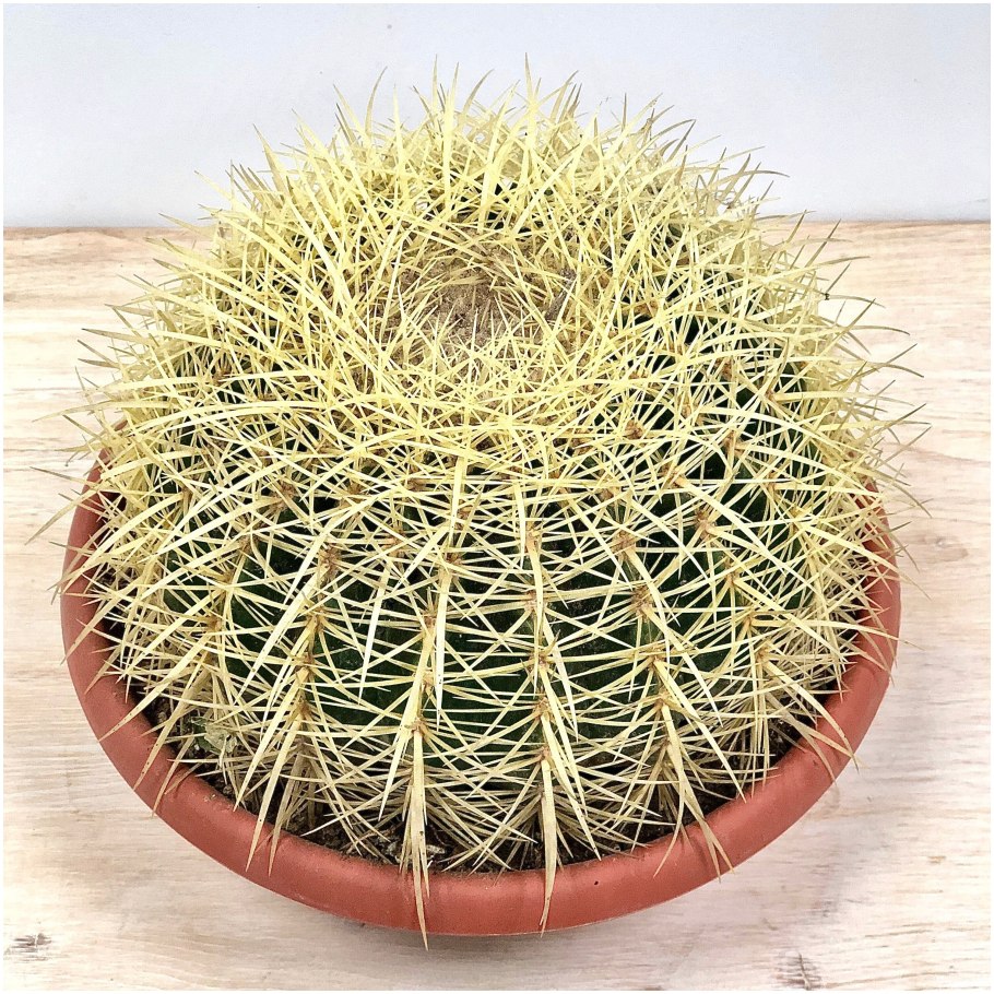 Кактус грузони микс