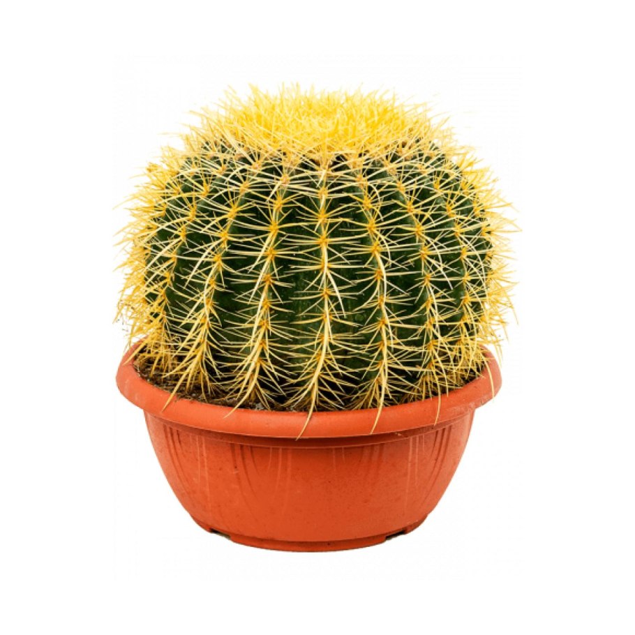 Карликовый Кактус