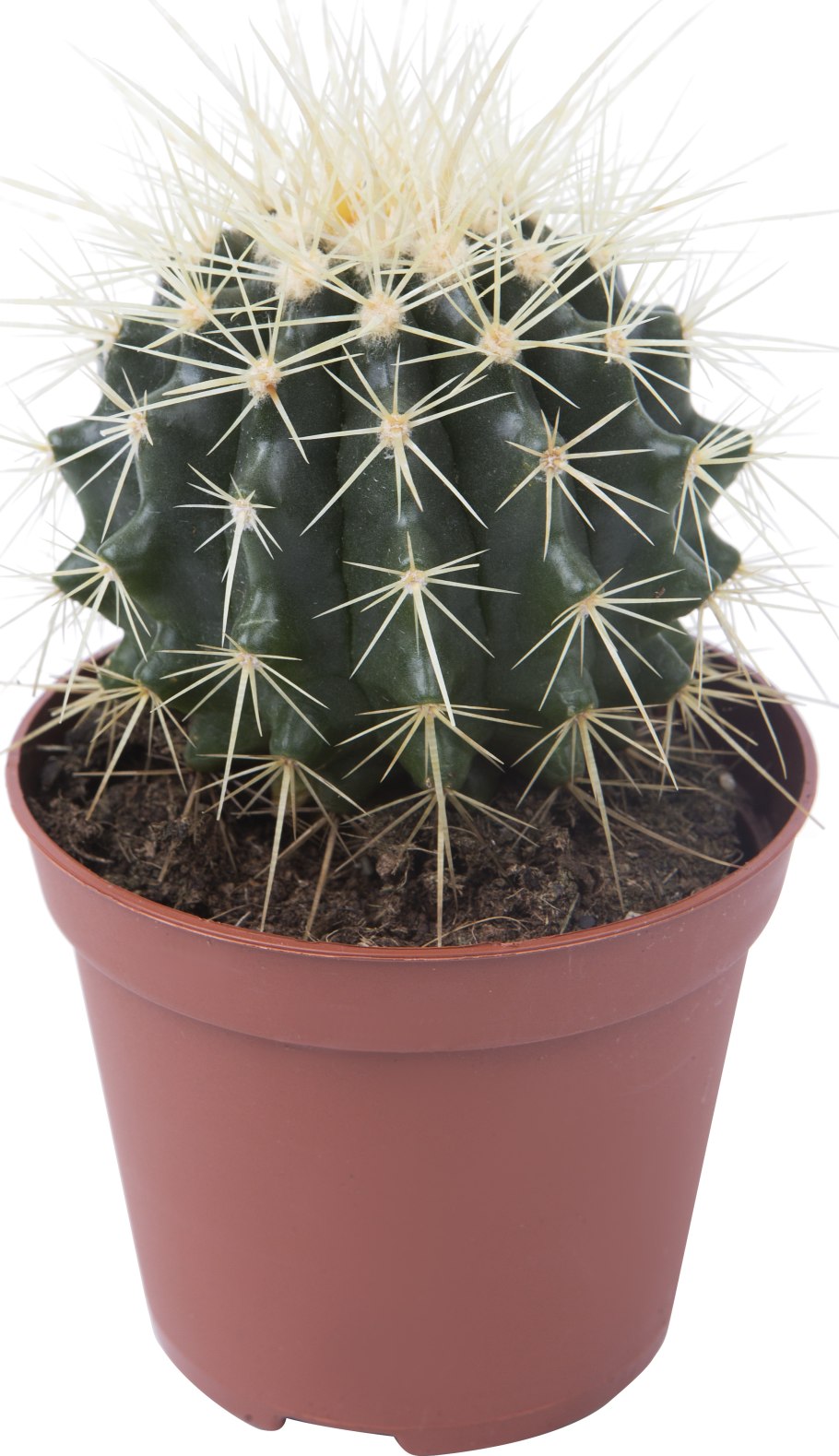 Эхинокактус Рейнбоу