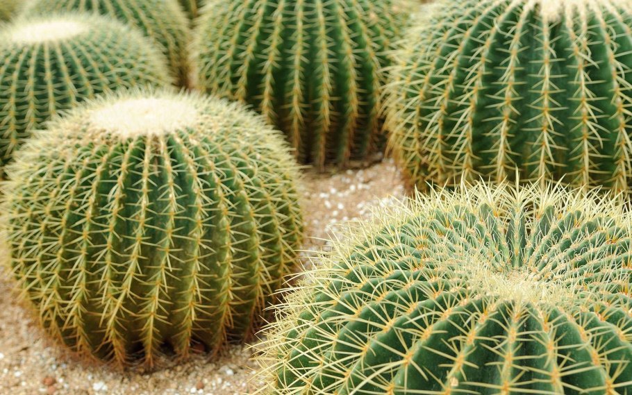 Эхинокактус грузони золотой шар