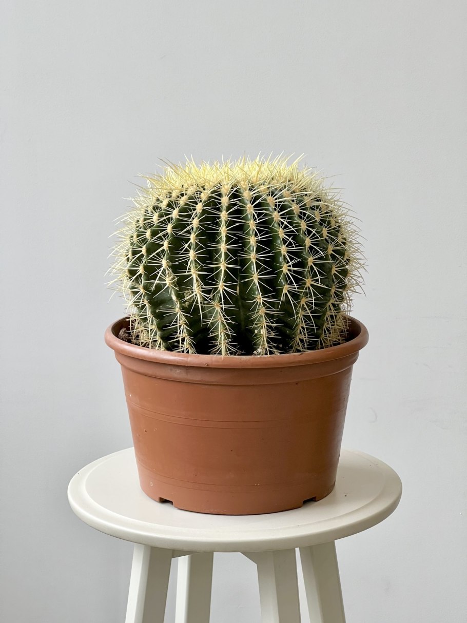 Эхинокактус грузони розовый