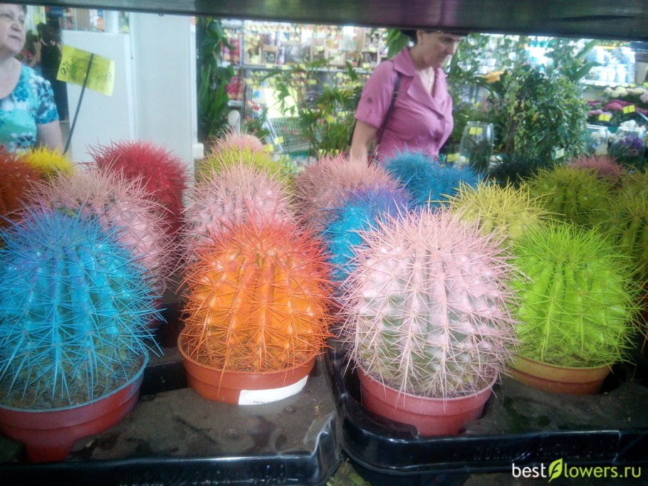 Кактус Эхинокактус грузони красный