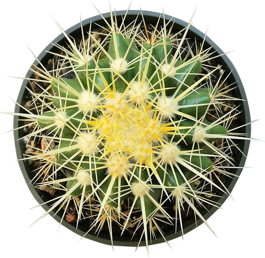 Эхинокактус плант