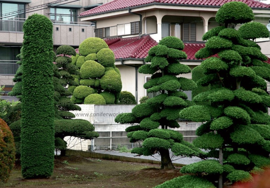 Тис бонсай ниваки