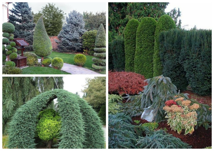 Красиво выстриженные хвойники