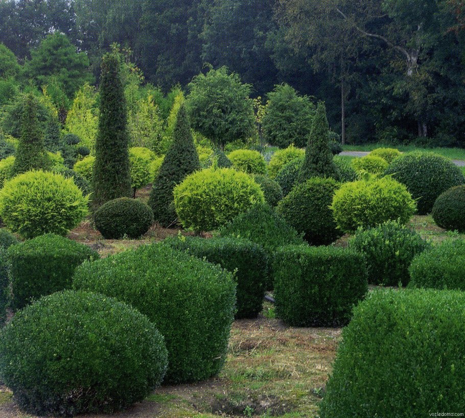 Можжевельник казацкий ниваки