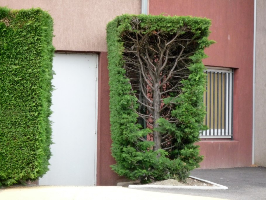 Туя Смарагд стриженная