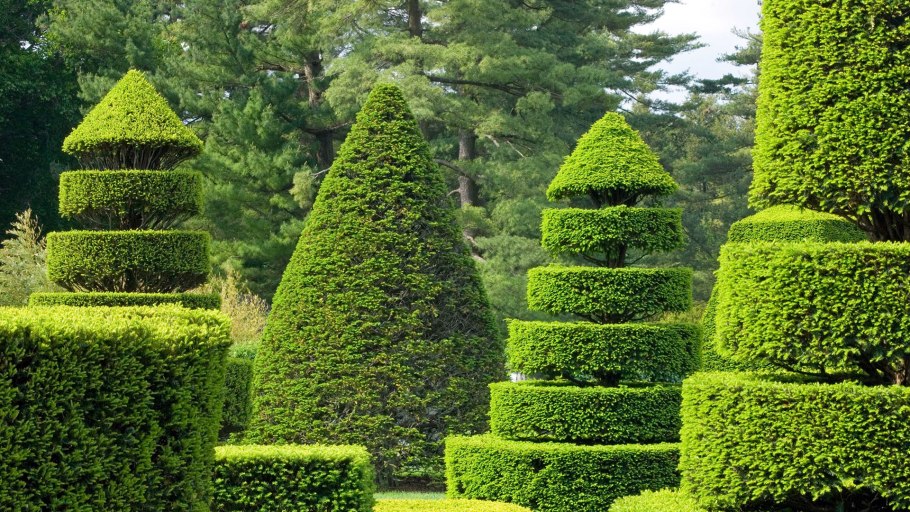 Топиарное искусство стрижка туи