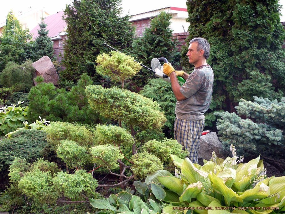 Владимир * топиарная стрижка хвойных