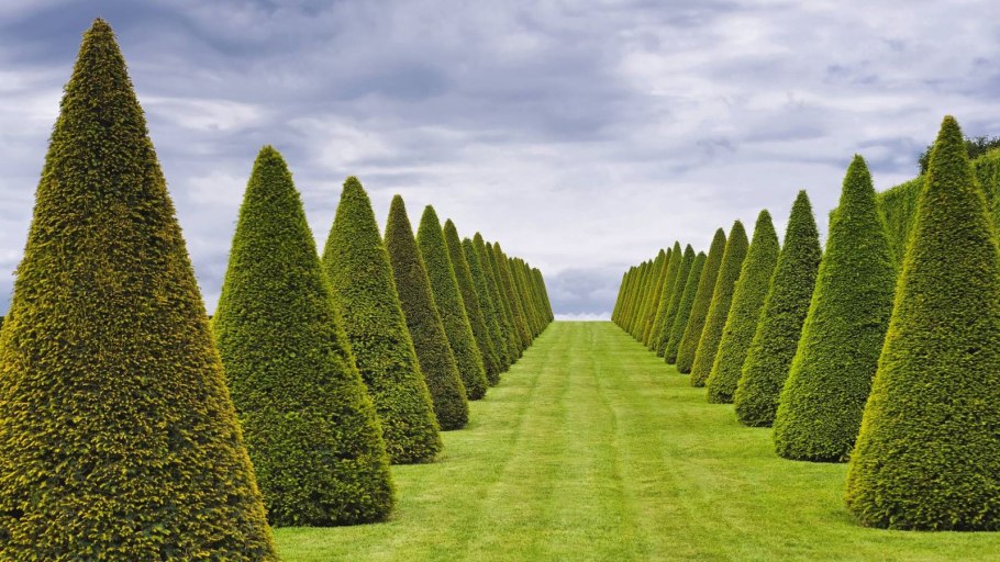 Топиарная стрижка пирамида