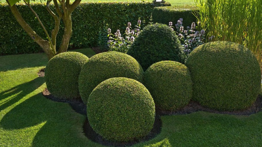 Топиарная стрижка шаровидной туи