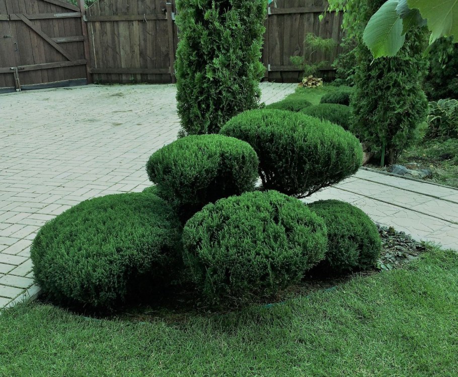 Можжевельник казацкий ниваки