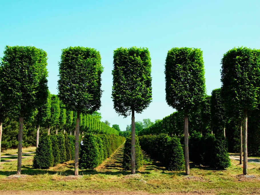 Граб обыкновенный "Фастигиата" (Carpinus betulus Fastigiata)