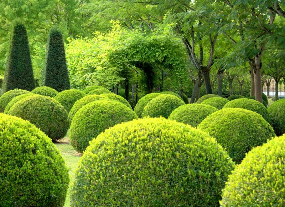 Самшит вечнозеленый крона