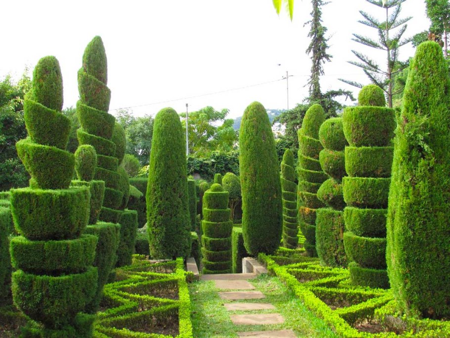 Топиарное искусство стрижка туи