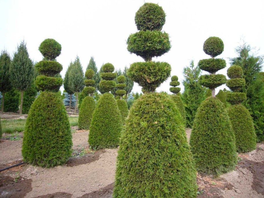 Туя Смарагд ниваки