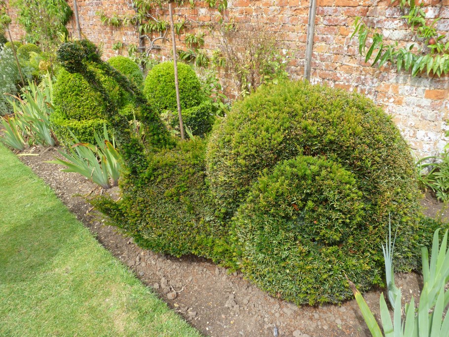 Спирея самшит