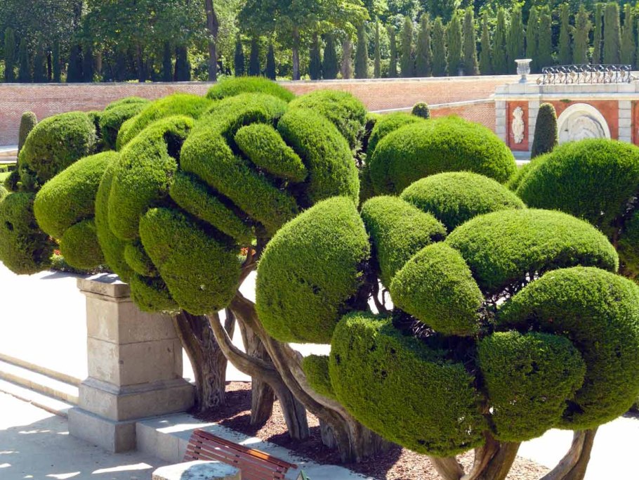 Топиарная стрижка туи