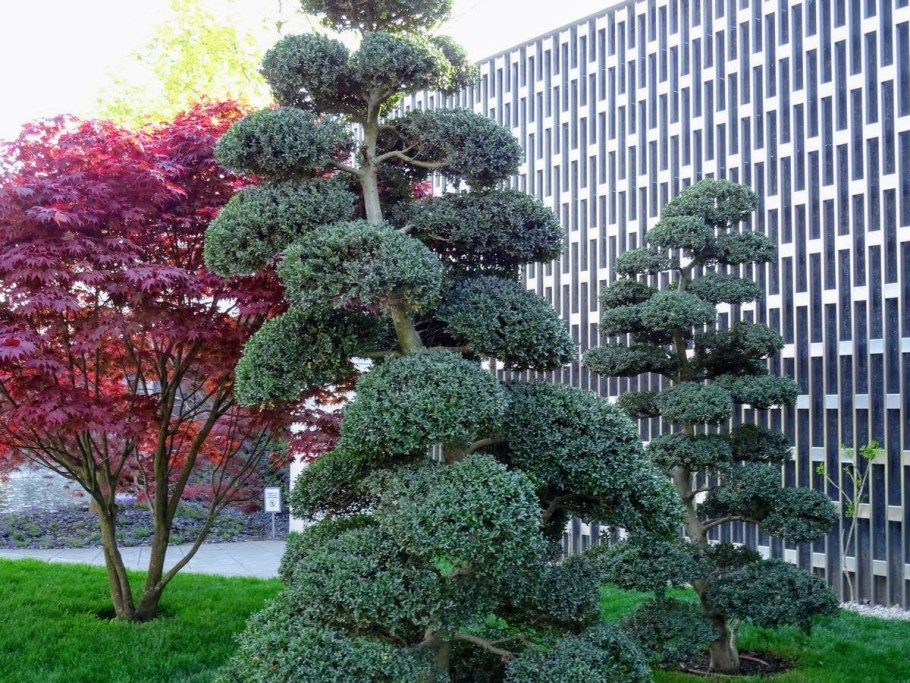 Бересклет ниваки