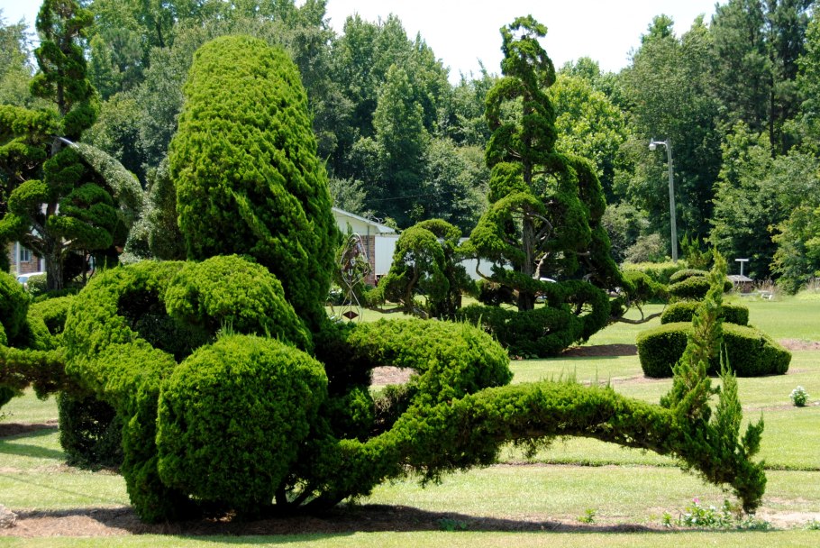 Тис ягодный Топиар