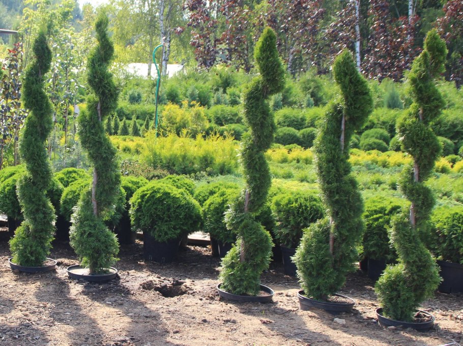 Туя Смарагд Спиралис