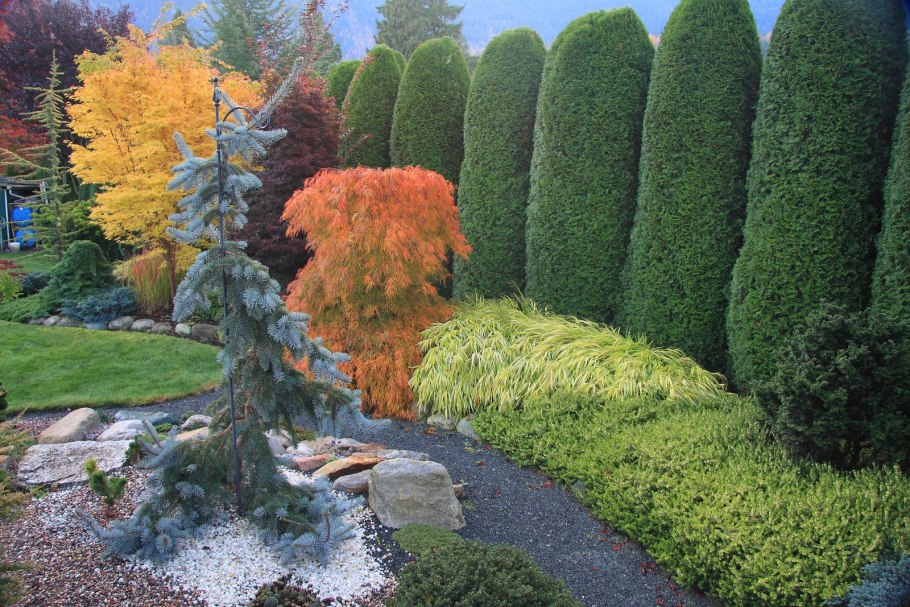 Самые красивые хвойники для сада