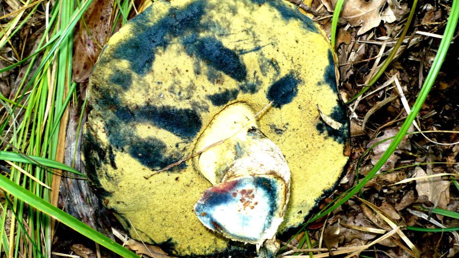 Грибы которые синеют на срезе