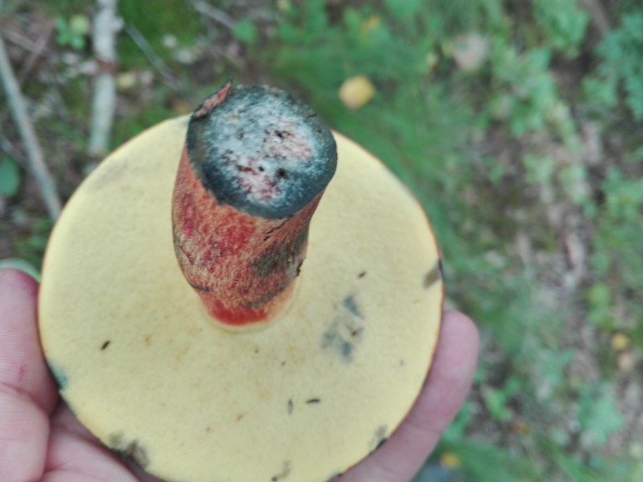 Подосиновик синеет