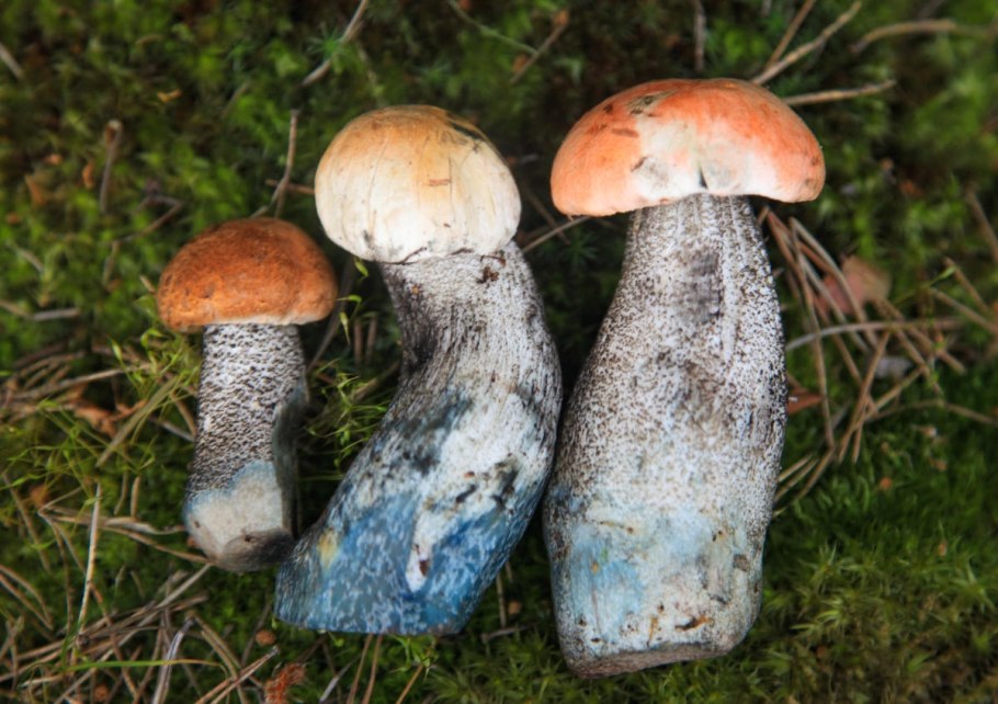 Гриб подосиновик срез