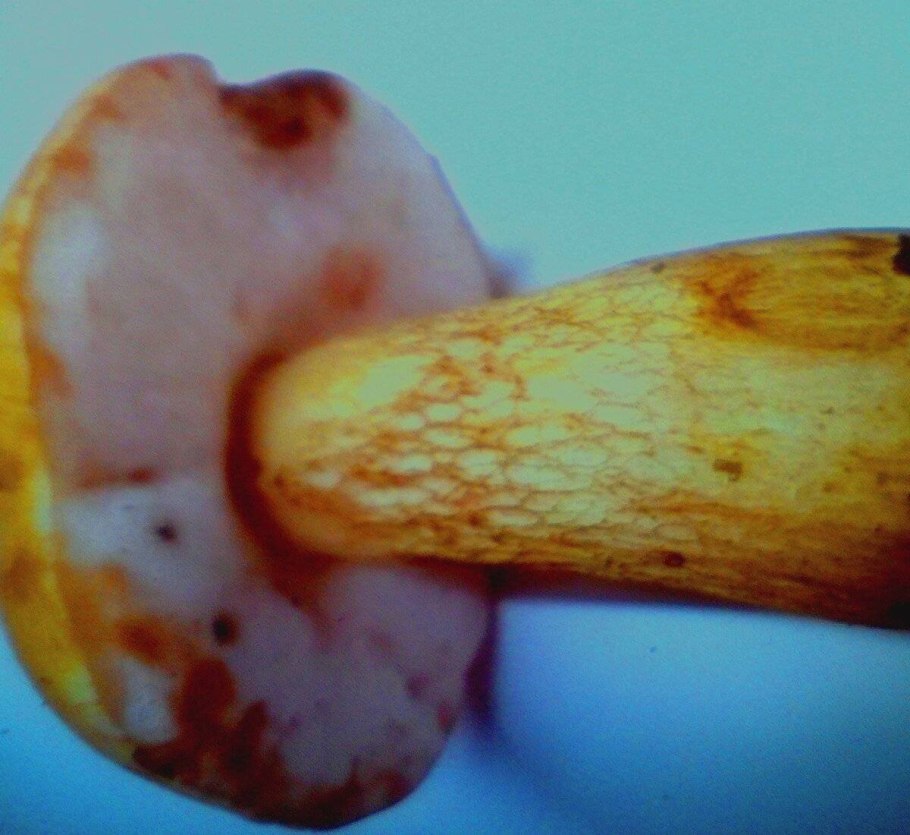 Грибы с синеющей шляпкой