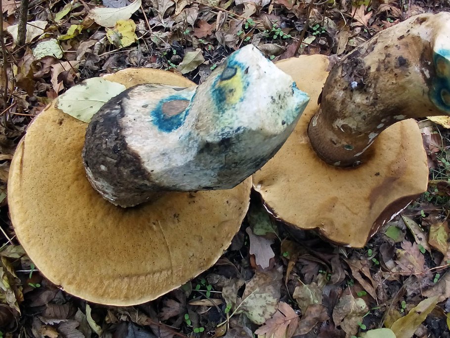 Гриб подберезовик на срезе