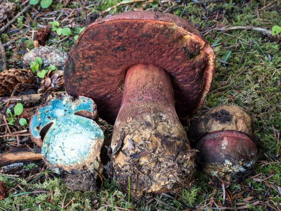 Боровик прекрасный Rubroboletus pulcherrimus