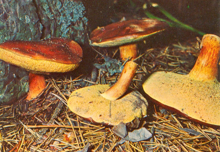 Подберезовик синеет на срезе