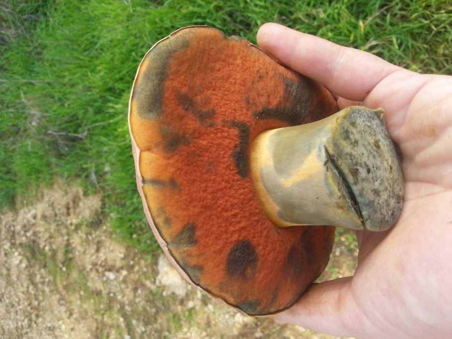 Боровик ядовитый