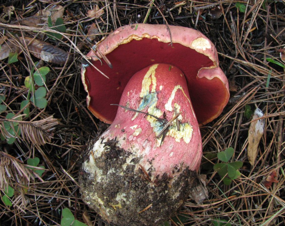 Моховик красный (Boletus rubellus)
