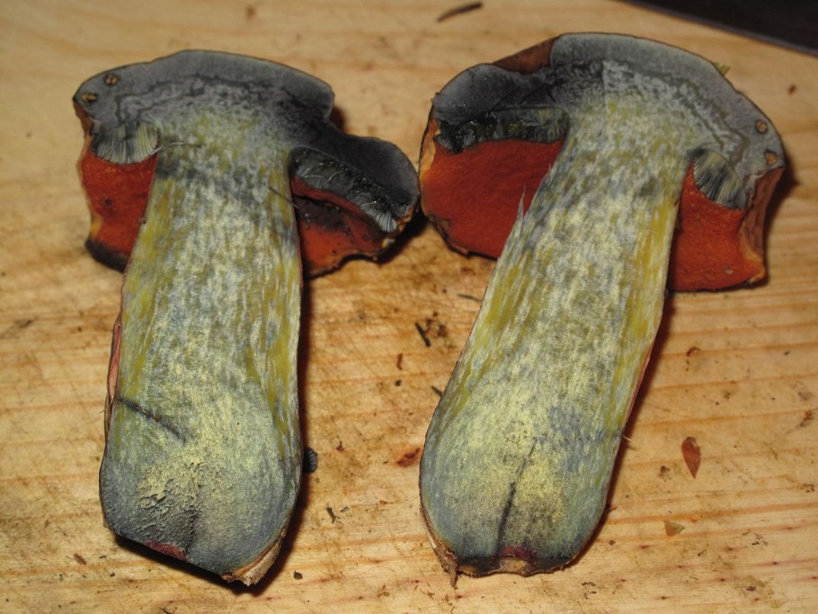 Гриб Дубовик крапчатый разрез