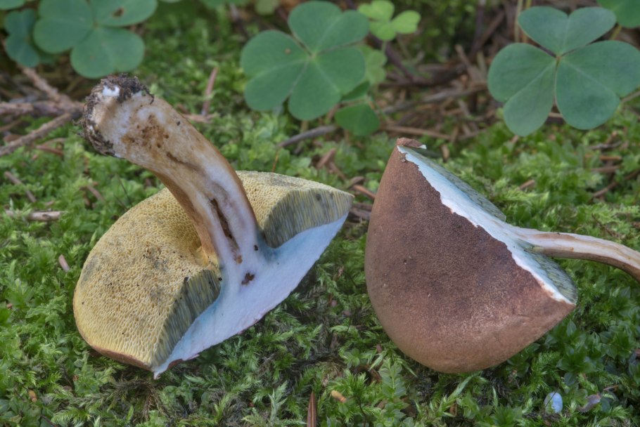 Польский гриб синеет