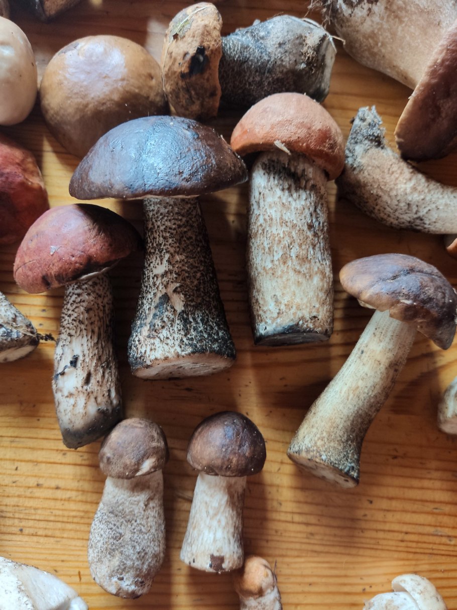 Boletus pulcherrimus