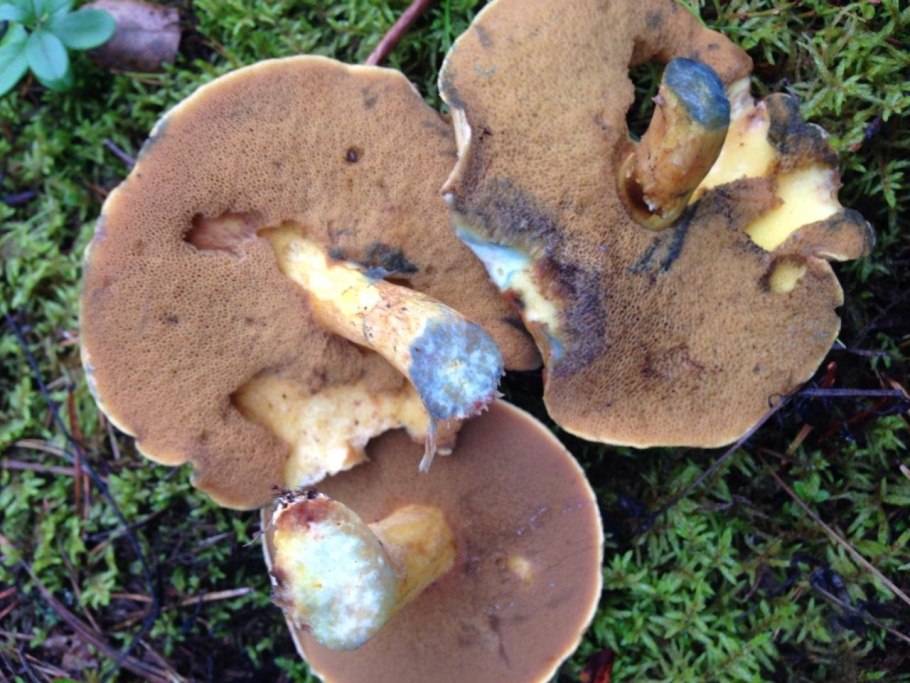 Польский белый гриб синеет шляпка снизу
