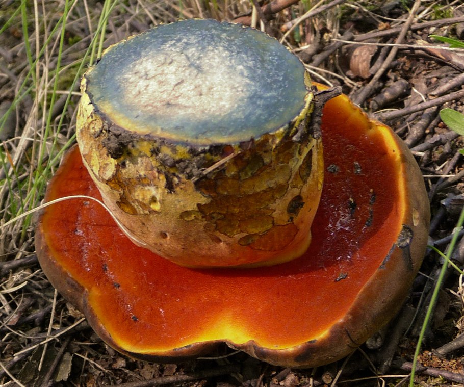 Моховик синеет