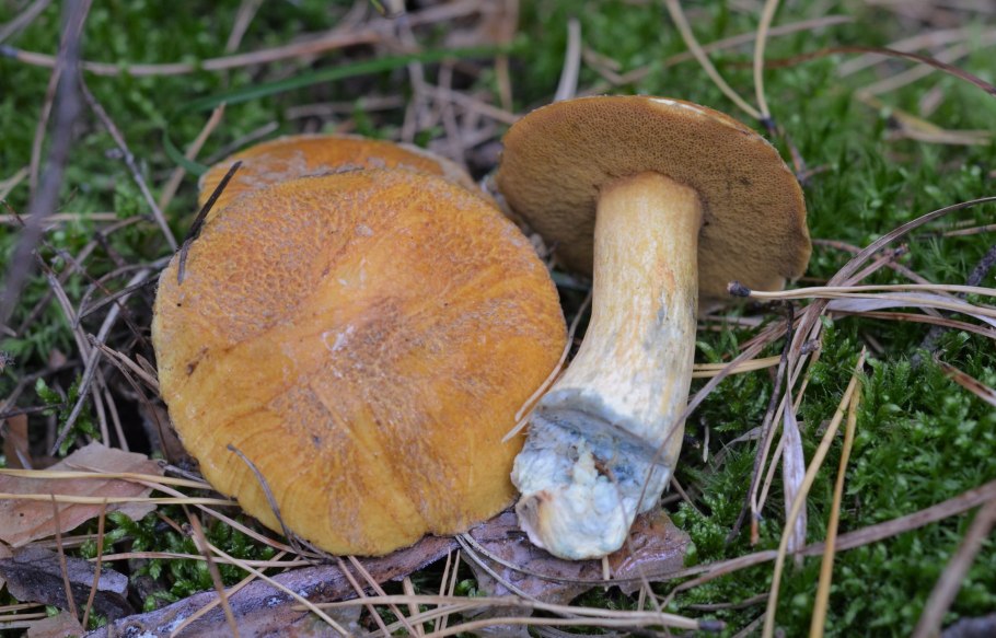 Боровик девичий (Boletus appendiculatus)