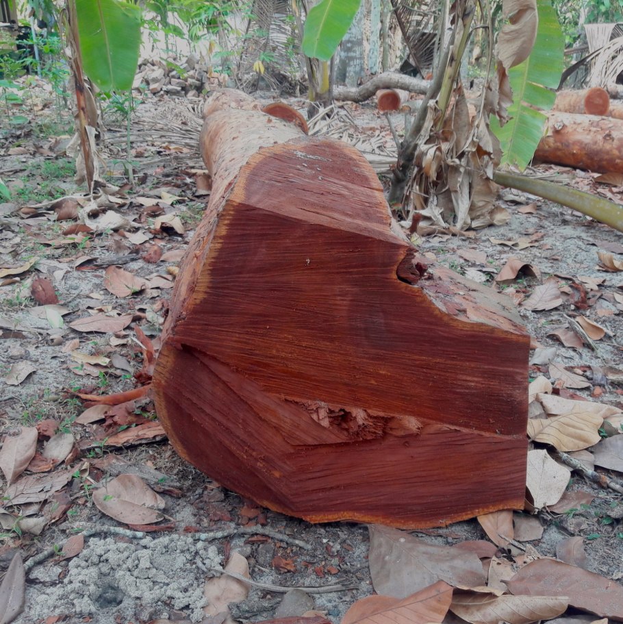 Красное дерево (Swietenia SPP.)