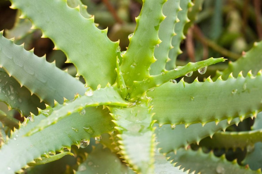 Алоэ древовидное (Aloe arborescens)