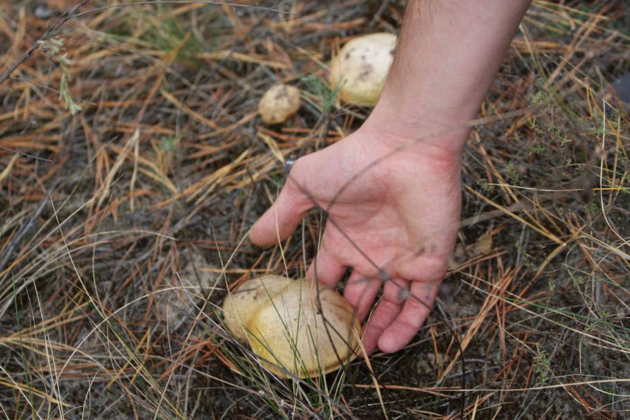 Цюрупы Воронежская область грибы