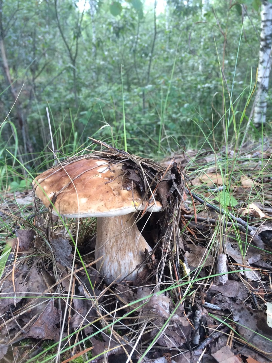 Грибы во Владимирской области 2020