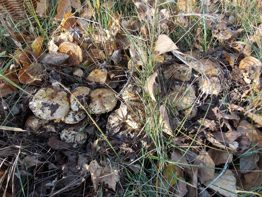 Поганки в лесу