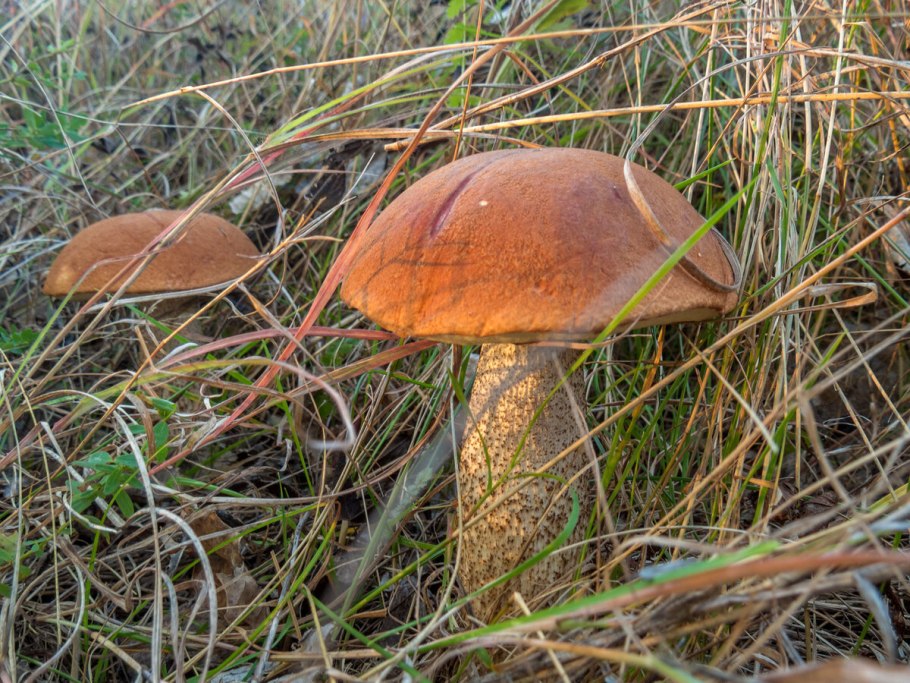 Рядовка бело-коричневая